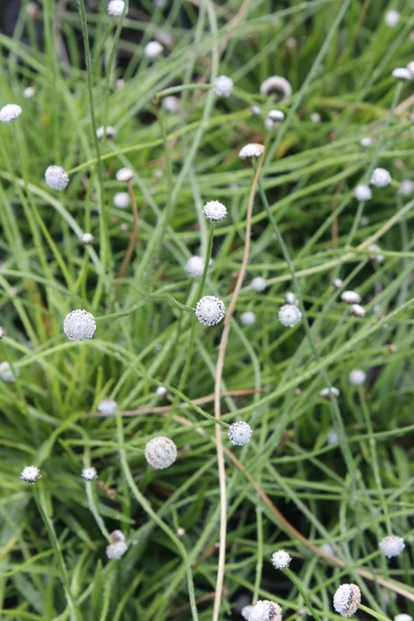 Lachnocaulon