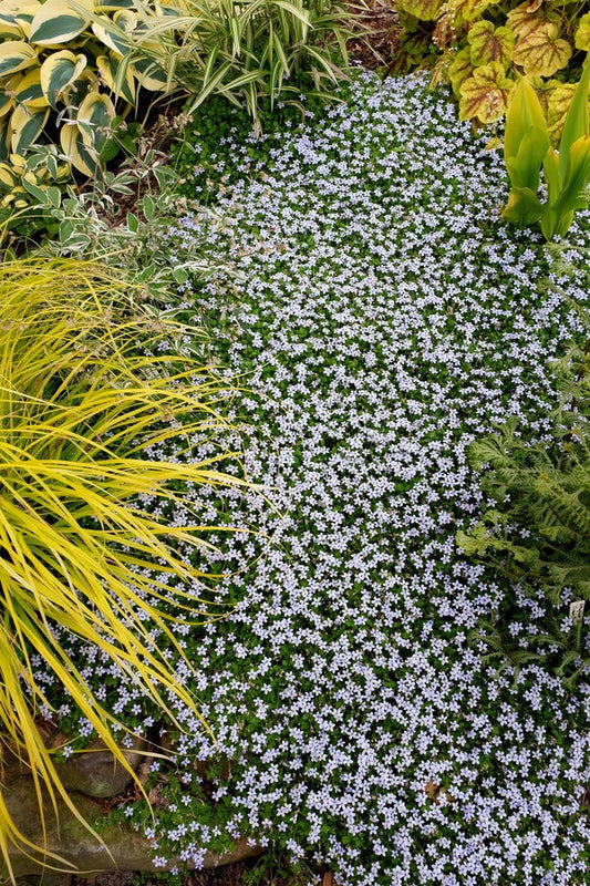 Image of Laurentia fluviatilis taken at Juniper Level Botanic Gdn, NC by JLBG