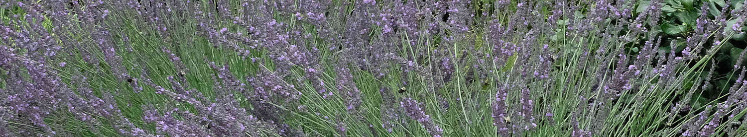 Lavandula