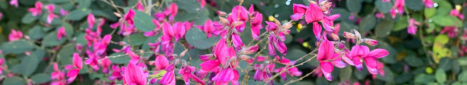Lespedeza