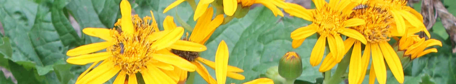 Ligularia