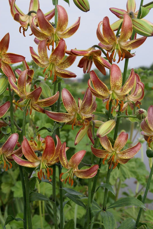 Image of Lilium 'Slate's Morning' taken at Holland by The Lily Company, NL