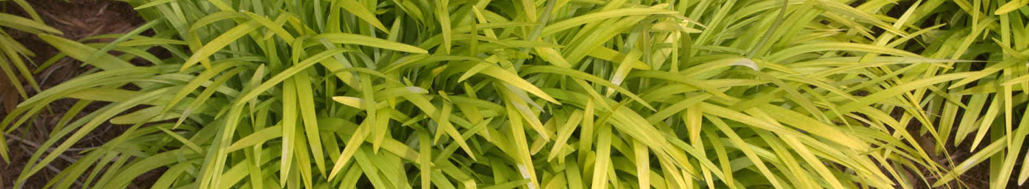 Liriope