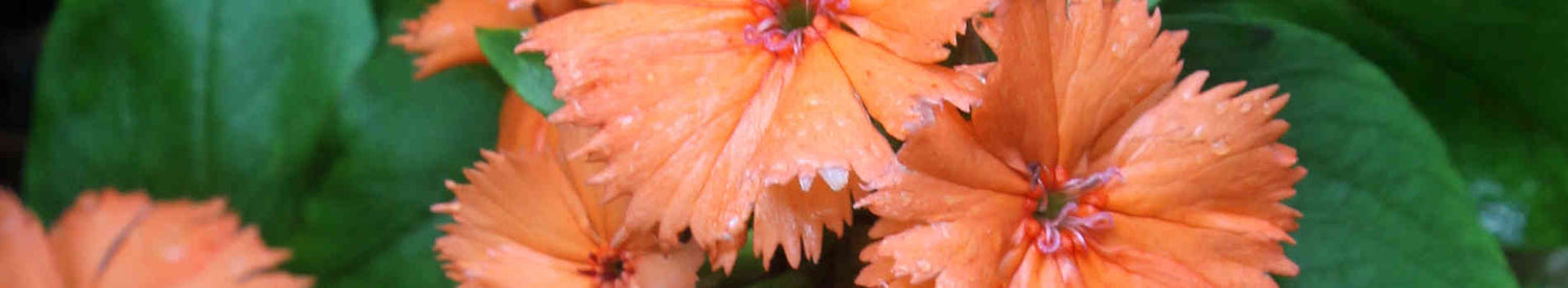 Lychnis