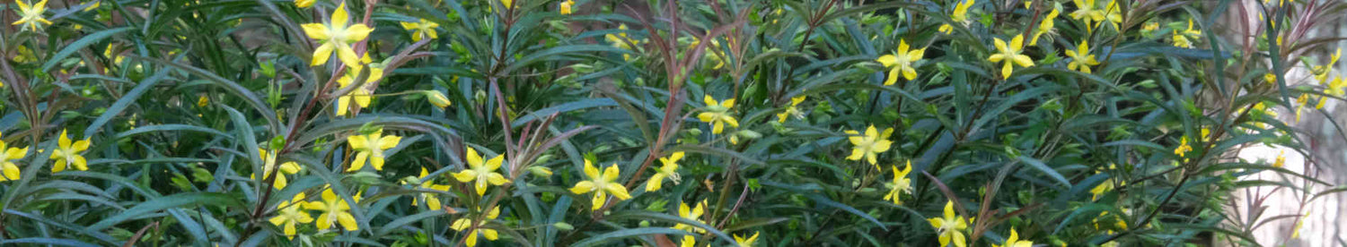 Lysimachia