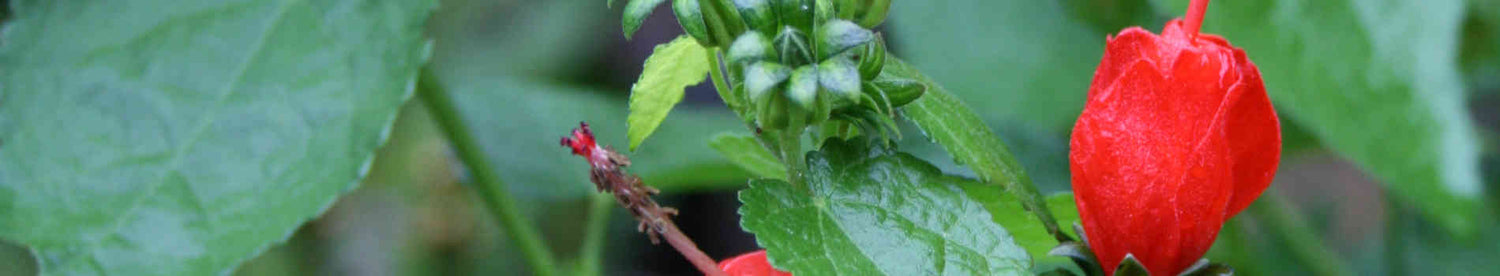 Malvaviscus