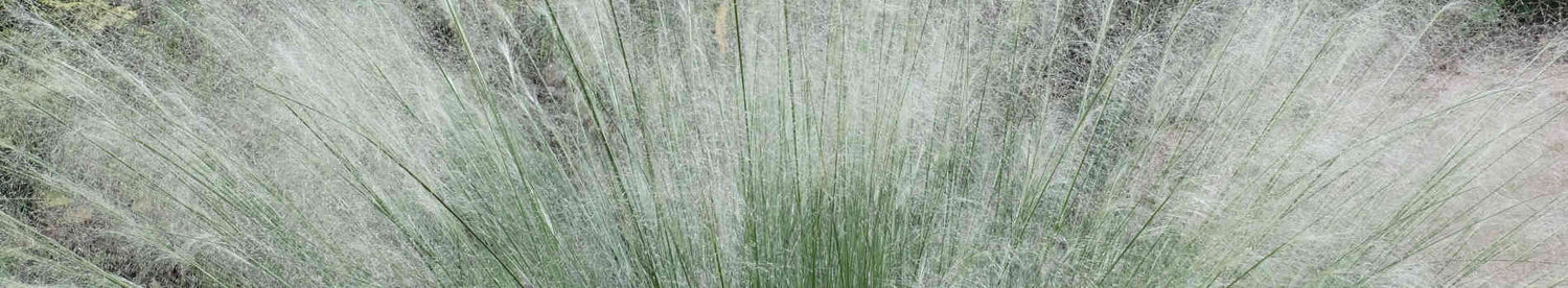 Muhlenbergia