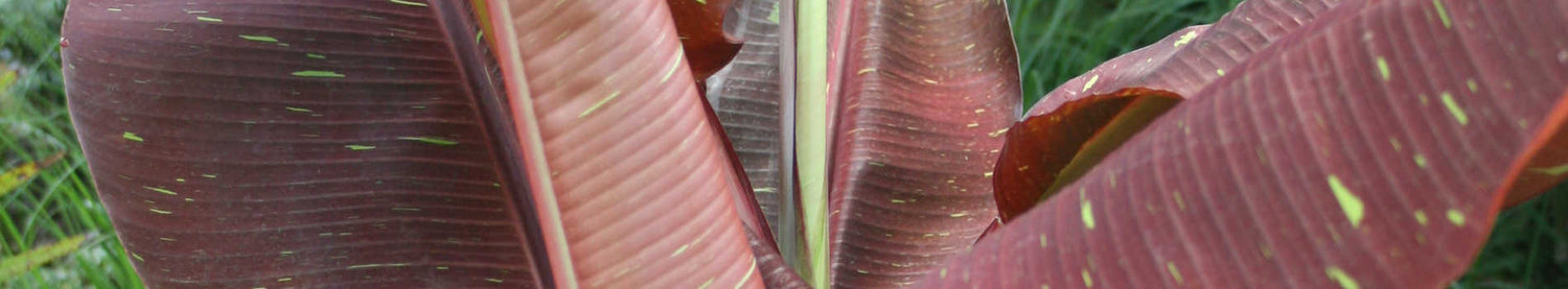 Musa