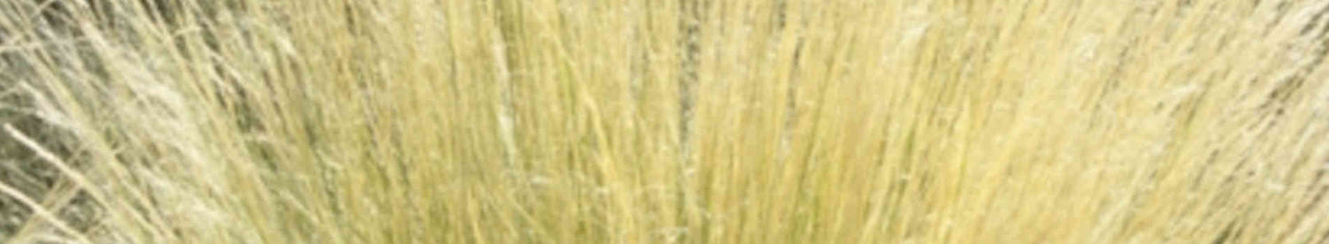 Nassella