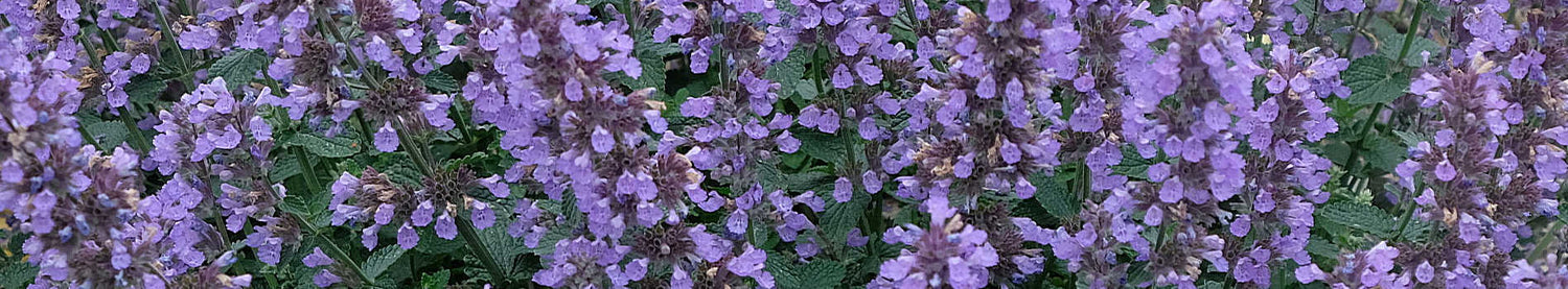 Nepeta