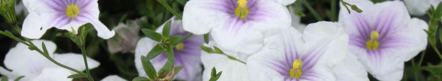 Nierembergia
