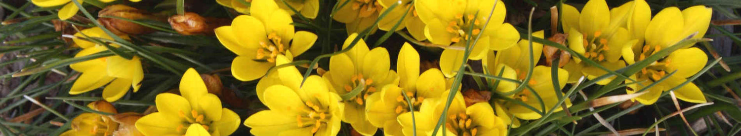 Nothoscordum