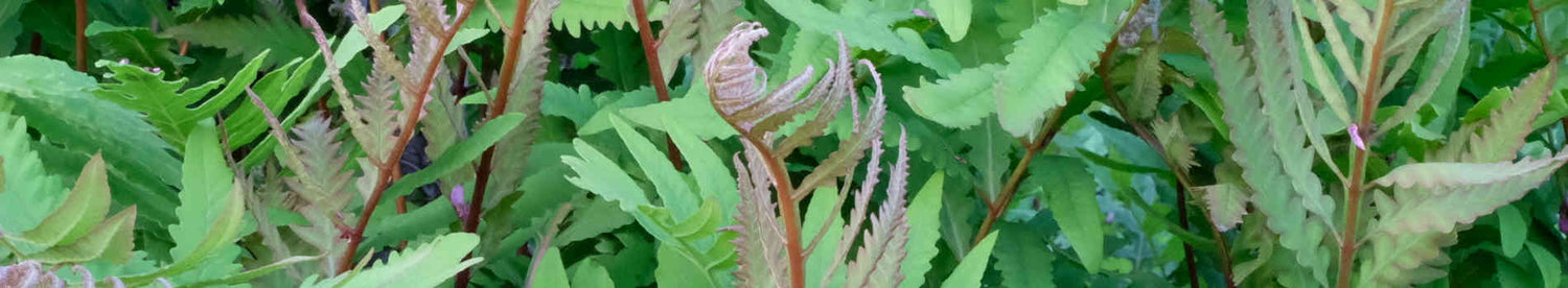 Onoclea