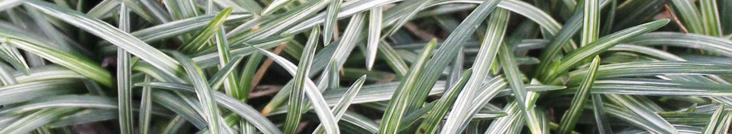 Ophiopogon