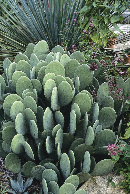 Image of Opuntia cacanapa 'Ellisiana' taken at Juniper Level Botanic Gdn, NC by JLBG