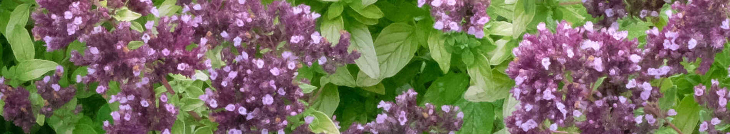 Origanum