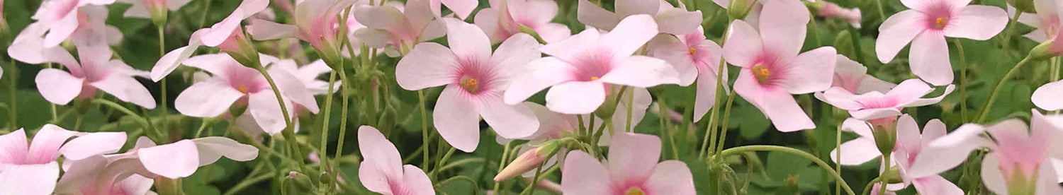 Oxalis