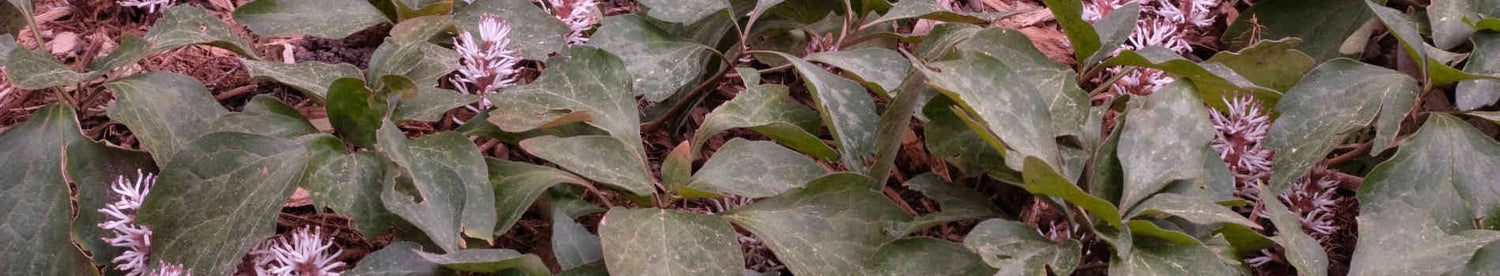 Pachysandra