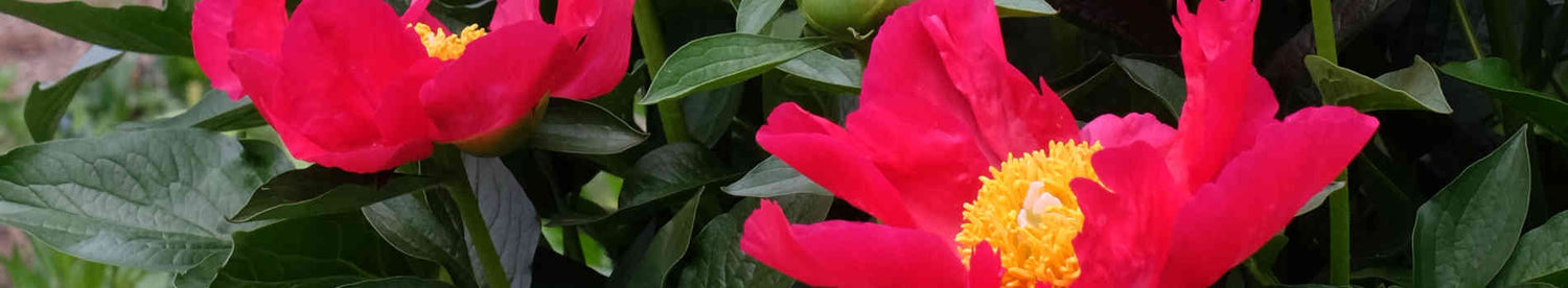 Paeonia