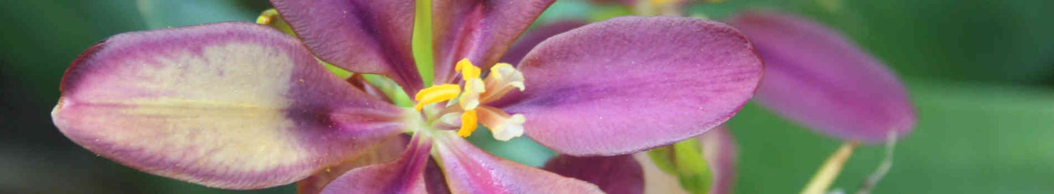 Pardancanda