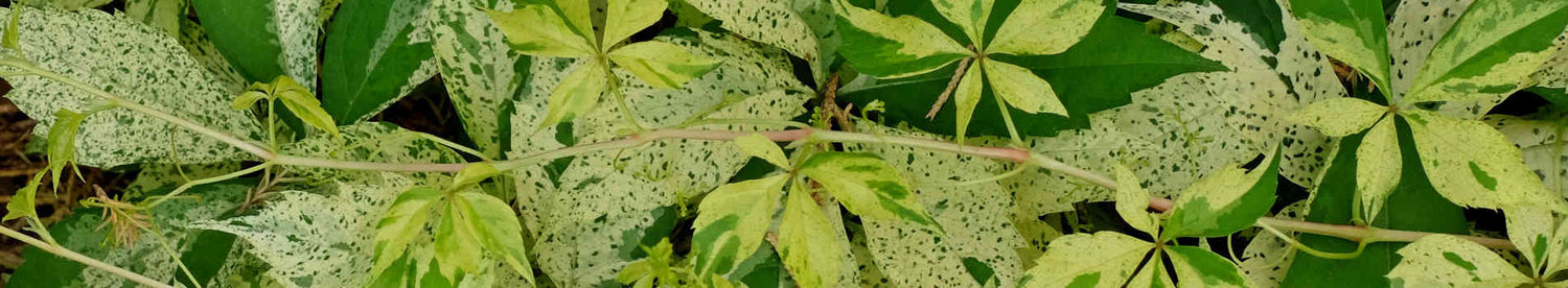Parthenocissus