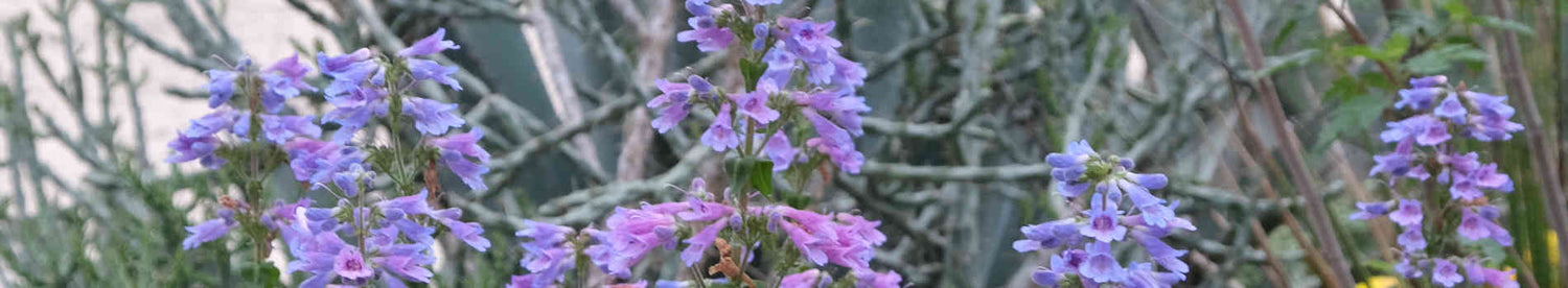 Penstemon