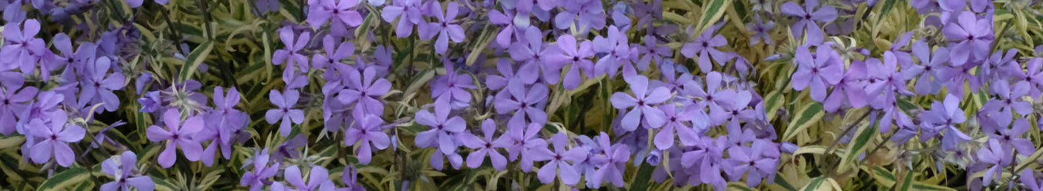 Phlox