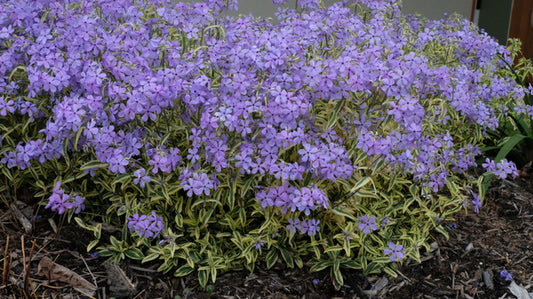 Image of Phlox divaricata 'Blue Ribbons' PP 34,928 taken at Juniper Level Botanic Gdn, NC by JLBG