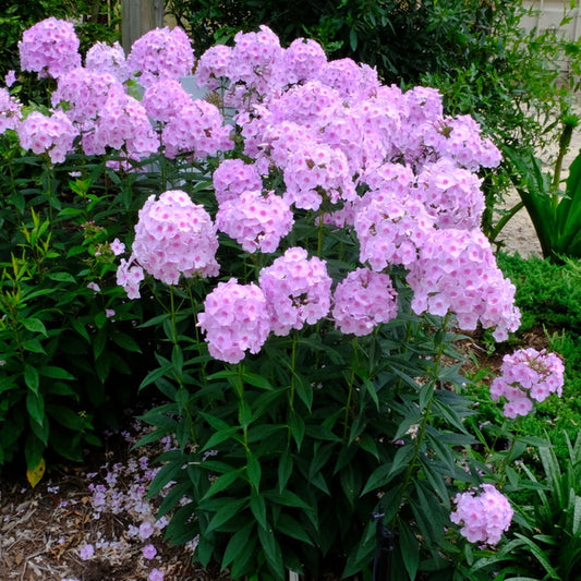 Image of Phlox paniculata 'Opalescence' PP 33,295 taken at Juniper Level Botanic Gdn, NC by JLBG