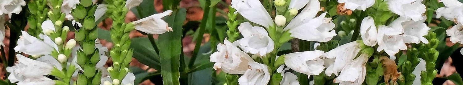 Physostegia
