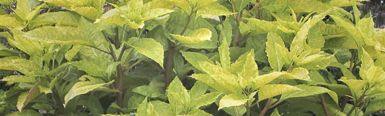 Phytolacca
