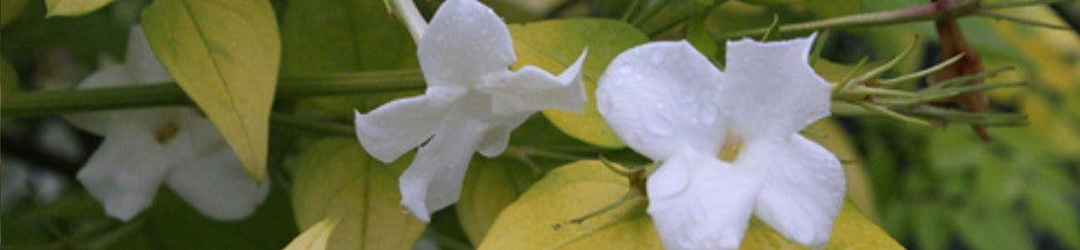 Plants that start with 'J'