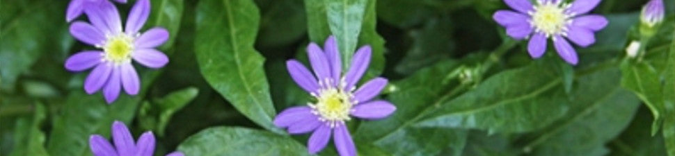 Plants that start with 'K'