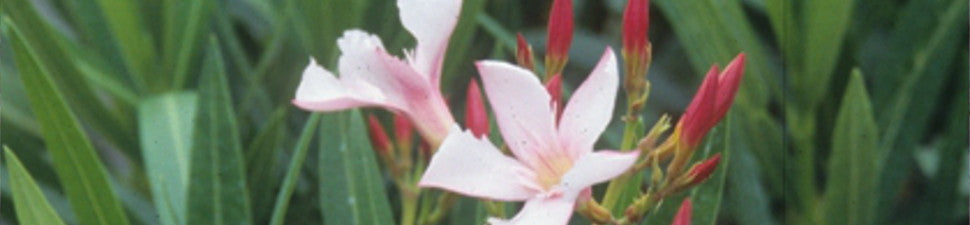 Plants that start with 'N'