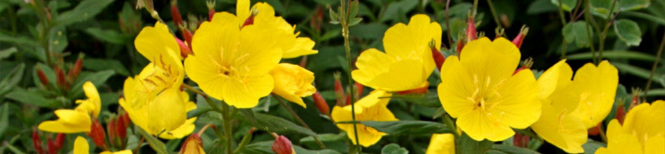 Plants that start with 'O'