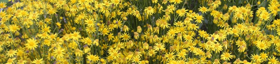 Plants that start with 'P'