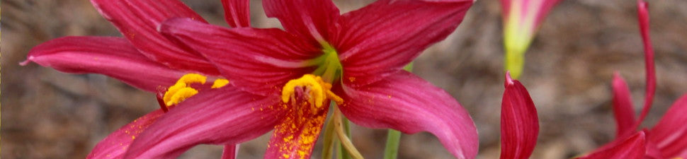 Plants that start with 'R'