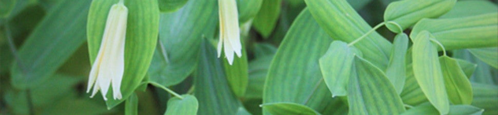 Plants that start with 'U'