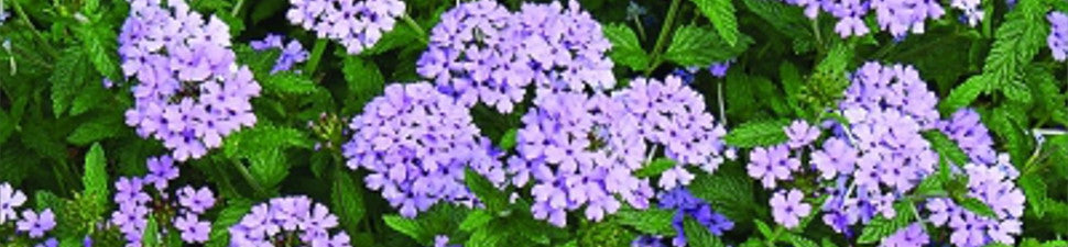 Plants that start with 'V'