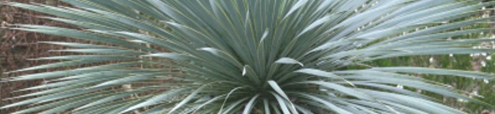 Plants that start with 'Y'