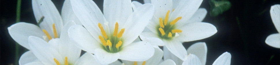 Plants that start with 'Z'