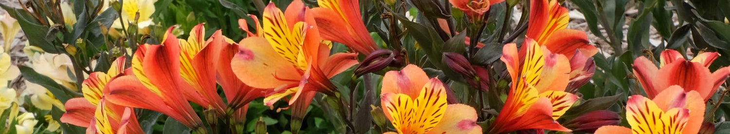 Plants that start with 'A'