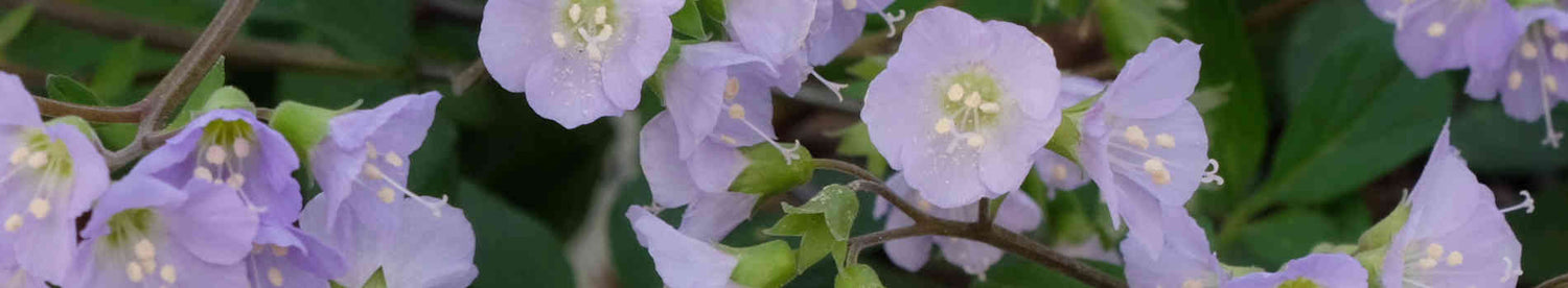 Polemonium
