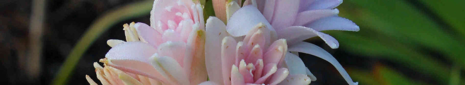 Polianthes