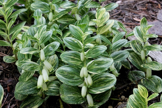 Image of Polygonatum humile 'Shiro Shima'