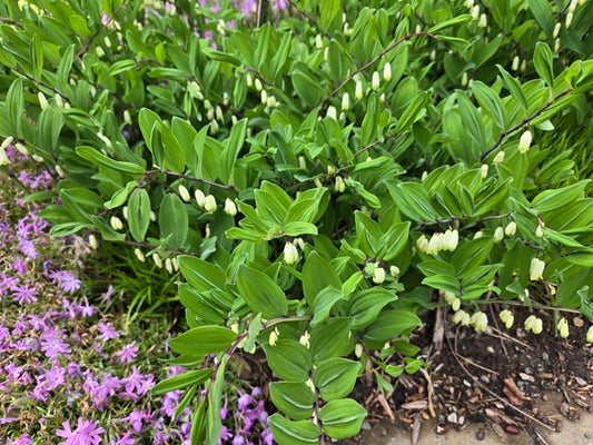 Image of Polygonatum odoratum 'Silver Saddle' taken at Juniper Level Botanic Gdn, NC by JLBG