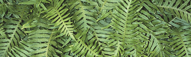 Polypodium