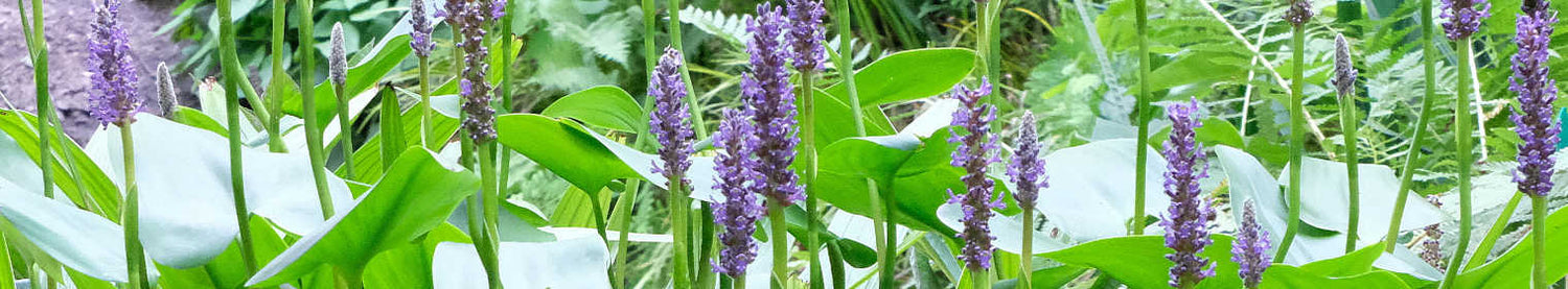 Pontederia