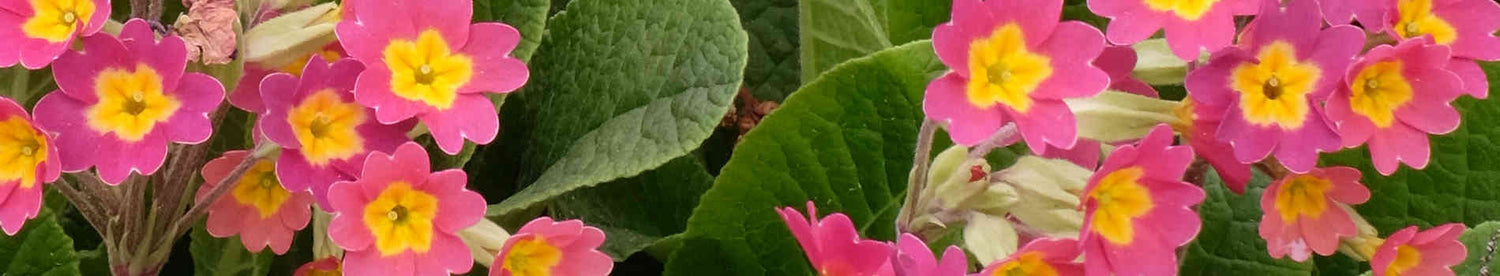 Primula