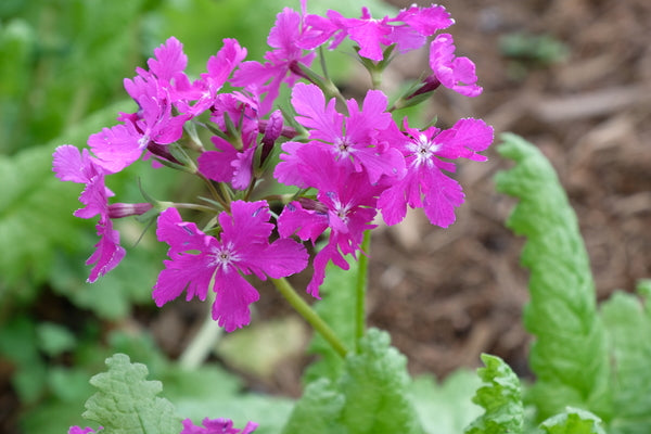 Image of Primula sieboldii 'Oasahi'
